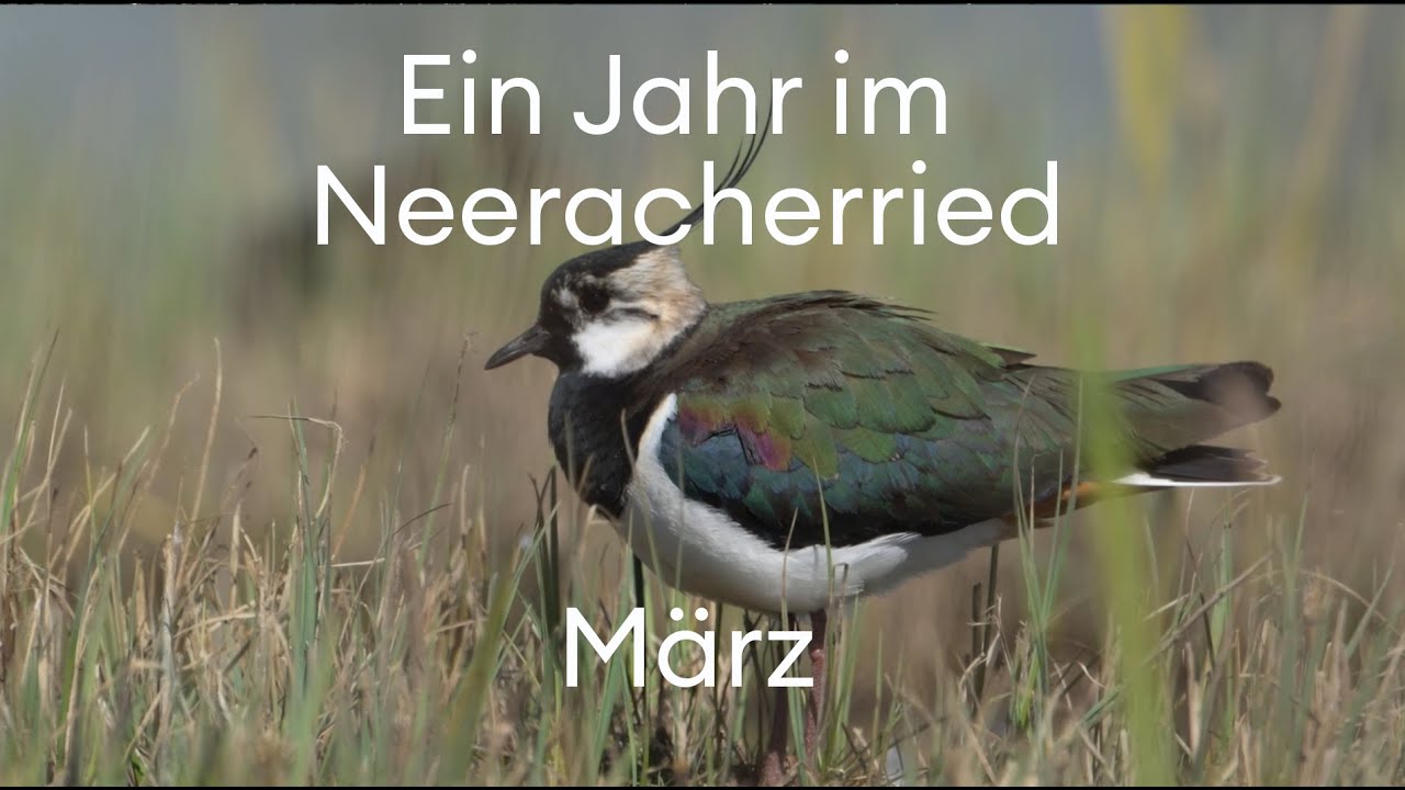 März im Neeracherried: Bekassine und Kiebitz