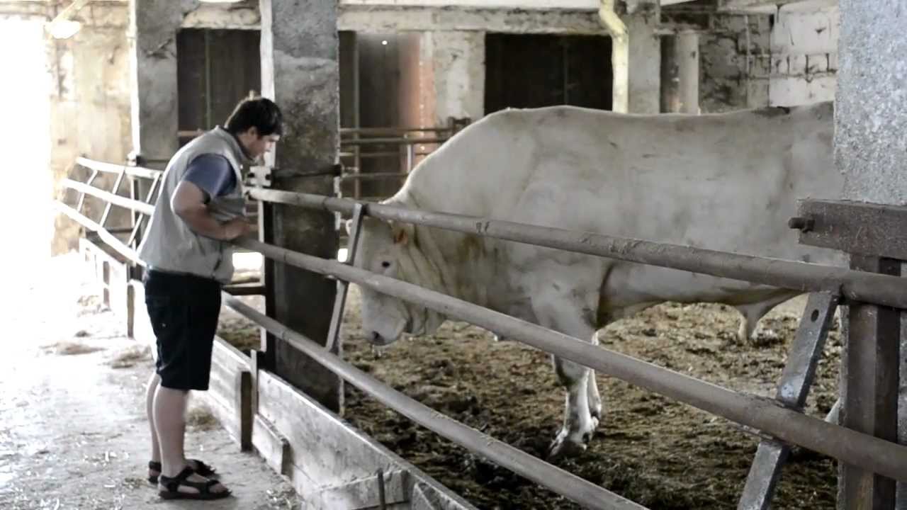 B&yacute;k obecn&yacute;