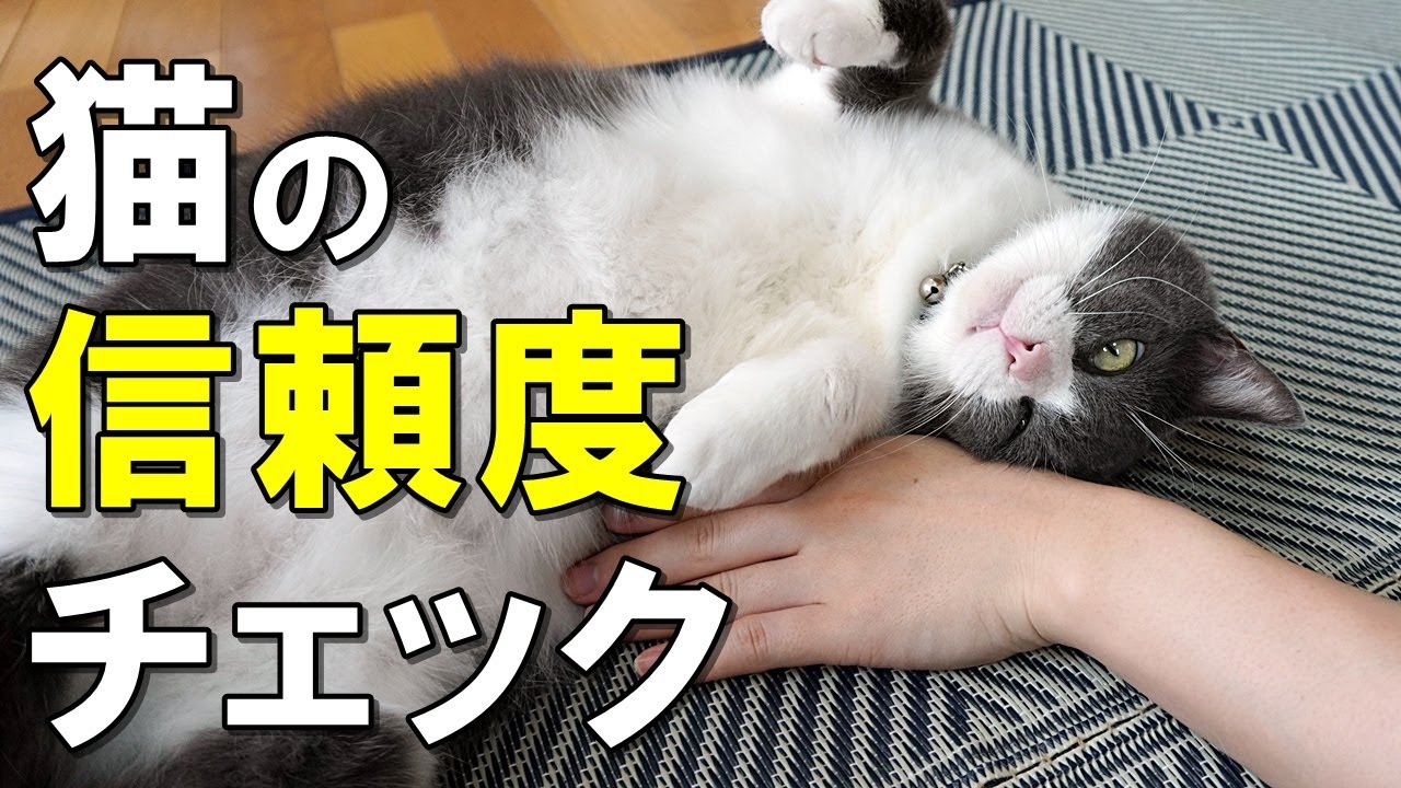 【信頼度診断】あなたは猫に信頼されている？猫のあなたへの信頼度チェック！信頼度をあげるポイントも解説【保護猫】