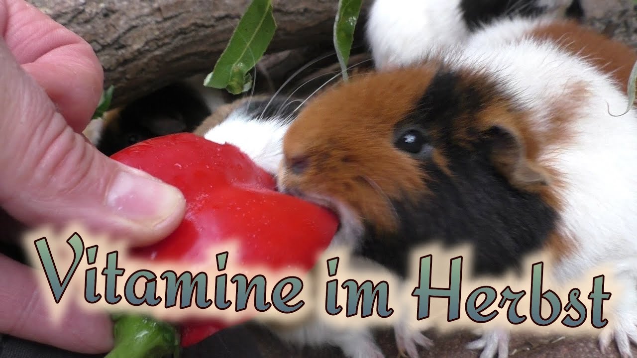 Was brauchen Meerschweinchen wirklich - Artgerechte Haltung von Meerschweinchen im Herbst