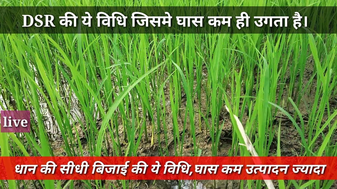 धान की सीधी बिजाई की इस विधि से घास नही ऊगा मेरे खेत से live देखें।Paddy DSR विधि।