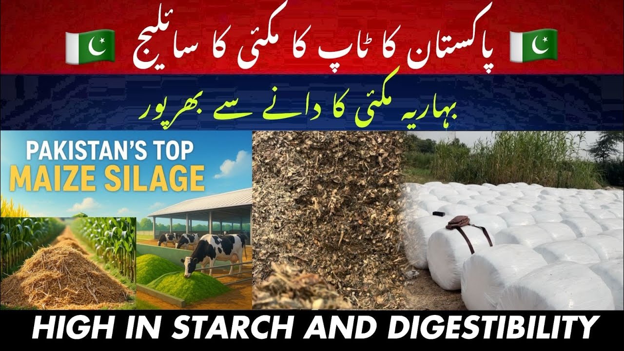 Pakistan's top best Maize silage II High grain maize silage II Top quality maize silage 