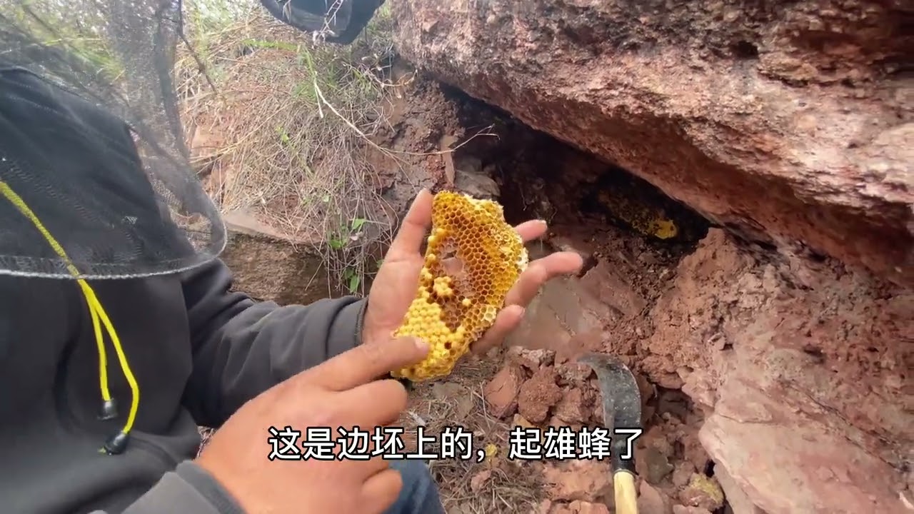 深山挖土蜂，看星星和哥哥如何在三十分钟内把一窝土蜂带回家。 #新农人计划2021  #乡村大师课