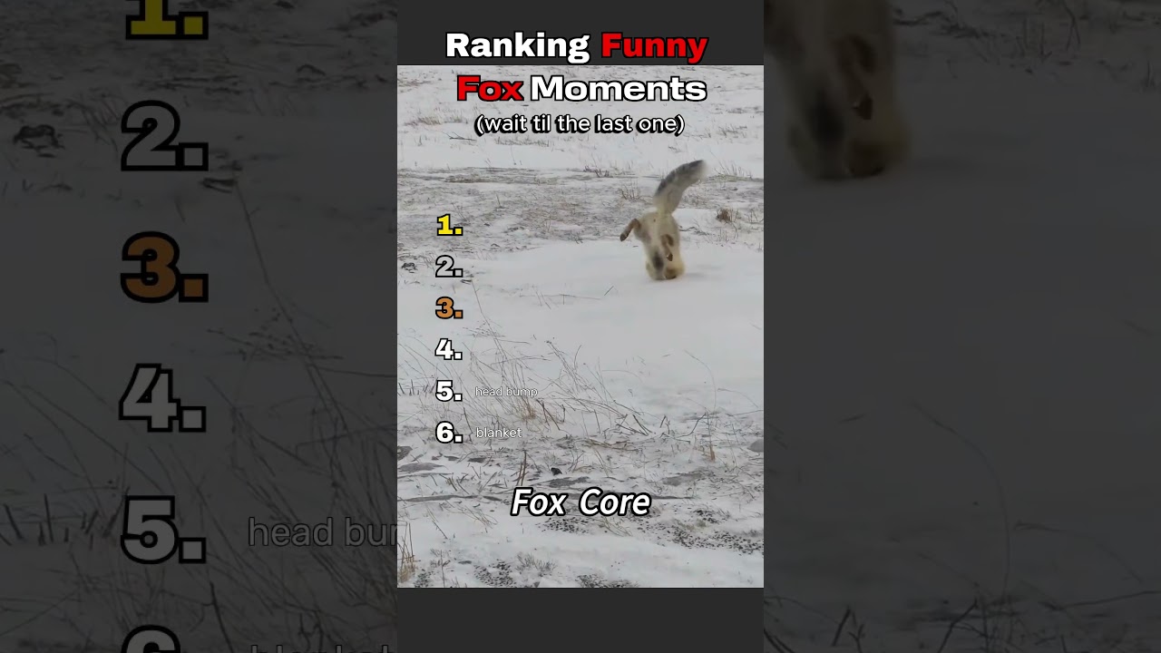 Ranking The Most Hilarious Foxes 🦊 #fox #funny #shorts