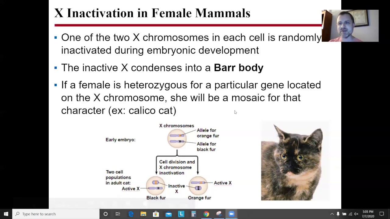 AP Biology Chapter 12: The Chromosomal Basis of Inheritance