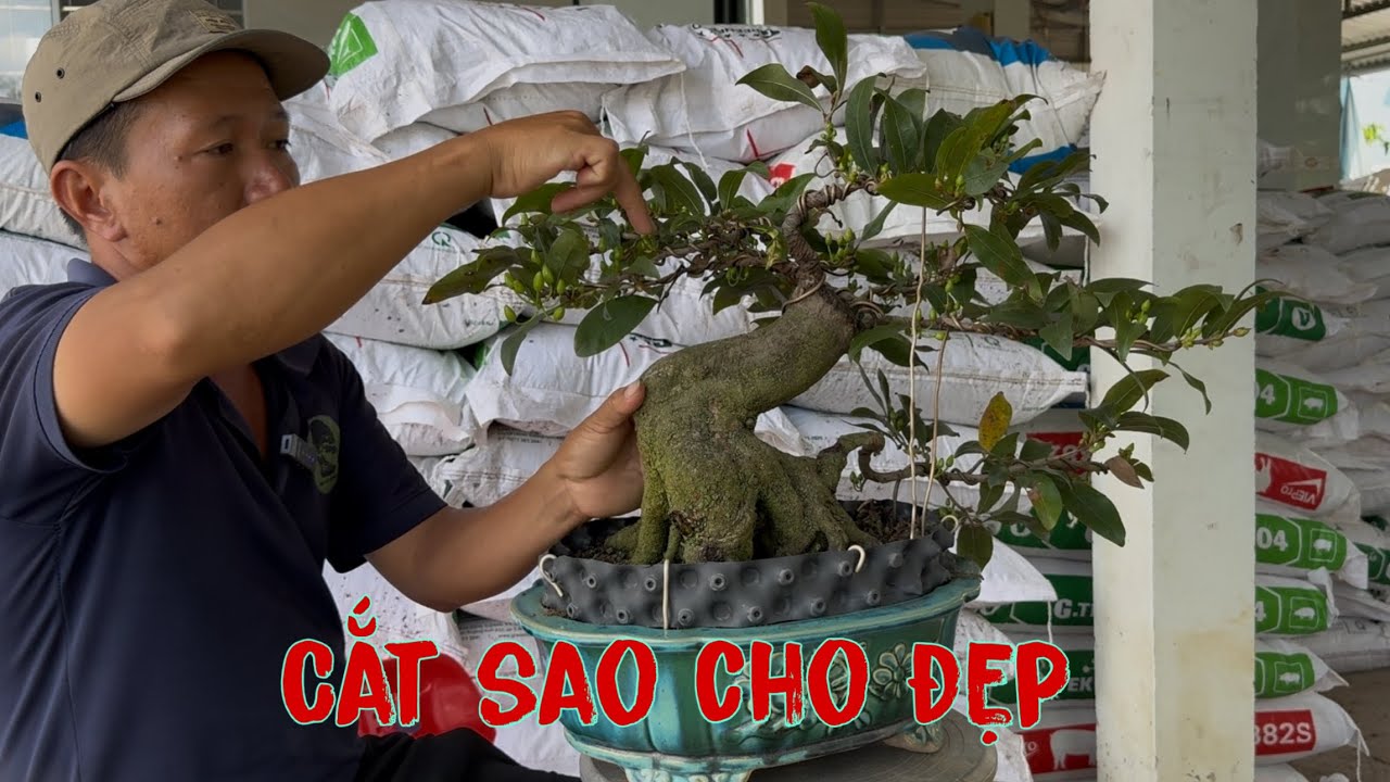 Cắt cành cây mai hình thú 