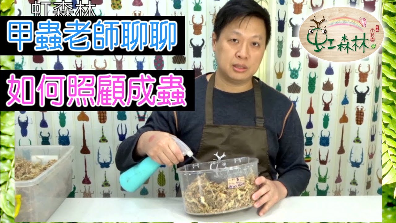 甲蟲成蟲的照顧  怎麼佈置甲蟲的家  雞母蟲羽化成蟲後怎麼照顧 什麼是蟄伏 水苔好用嗎★ 虹森林甲蟲chentsei甲蟲老師 ★