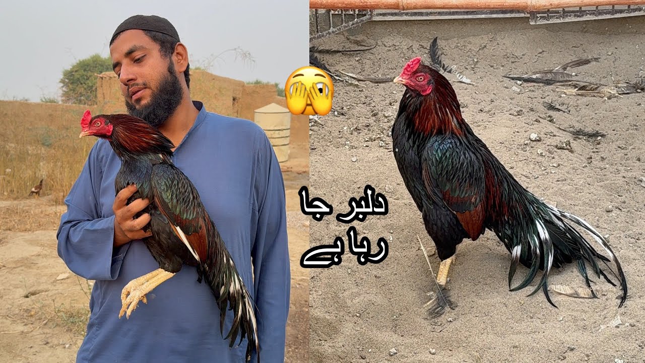 Dilbar Aseel Farm se Ja Rha He 🫣