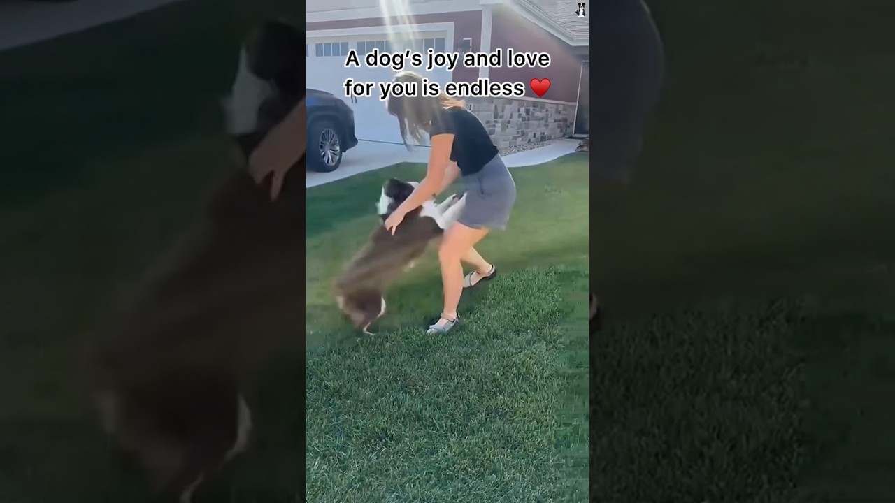 Pet memorial lights ✨&hearts;️ #pets #pet #petloss #dogloss #dog #dogs #doglover #doglovers #grief