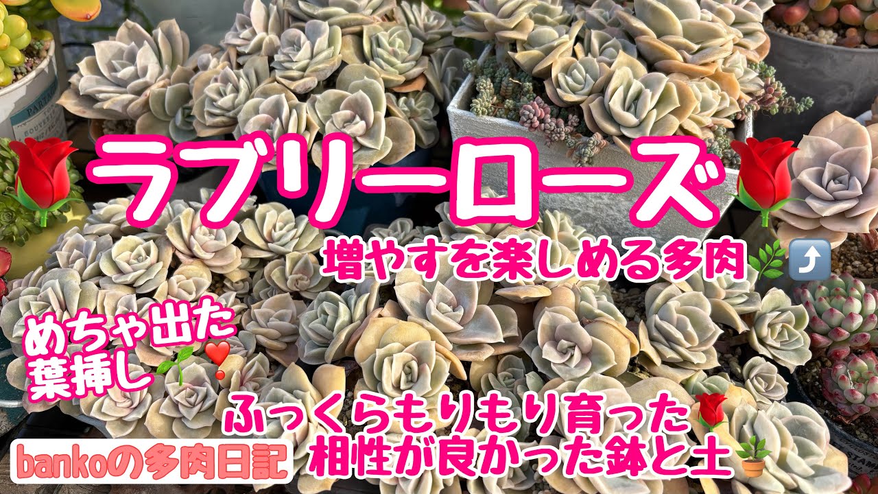 【多肉日記