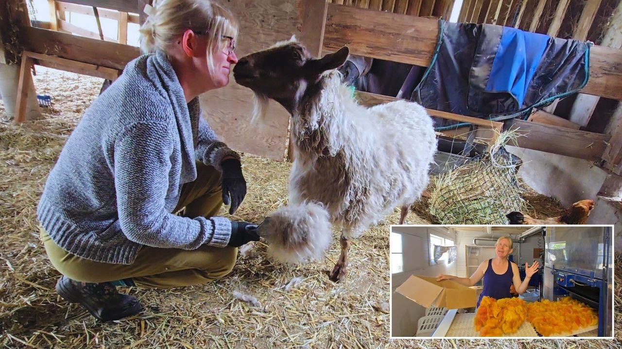 Combing a pygora goat, my finished sewn Nocturne top, double drive spinning wheels and handspinning