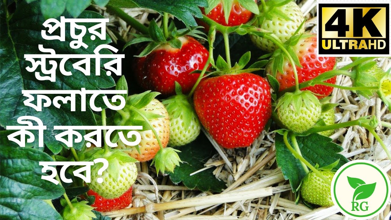 টবে ভাল স্ট্রবেরি ফলাতে এই কাজগুলো এখনই করুন | Grow HUGE Strawberries in Pot | RAJ Gardens | 4K