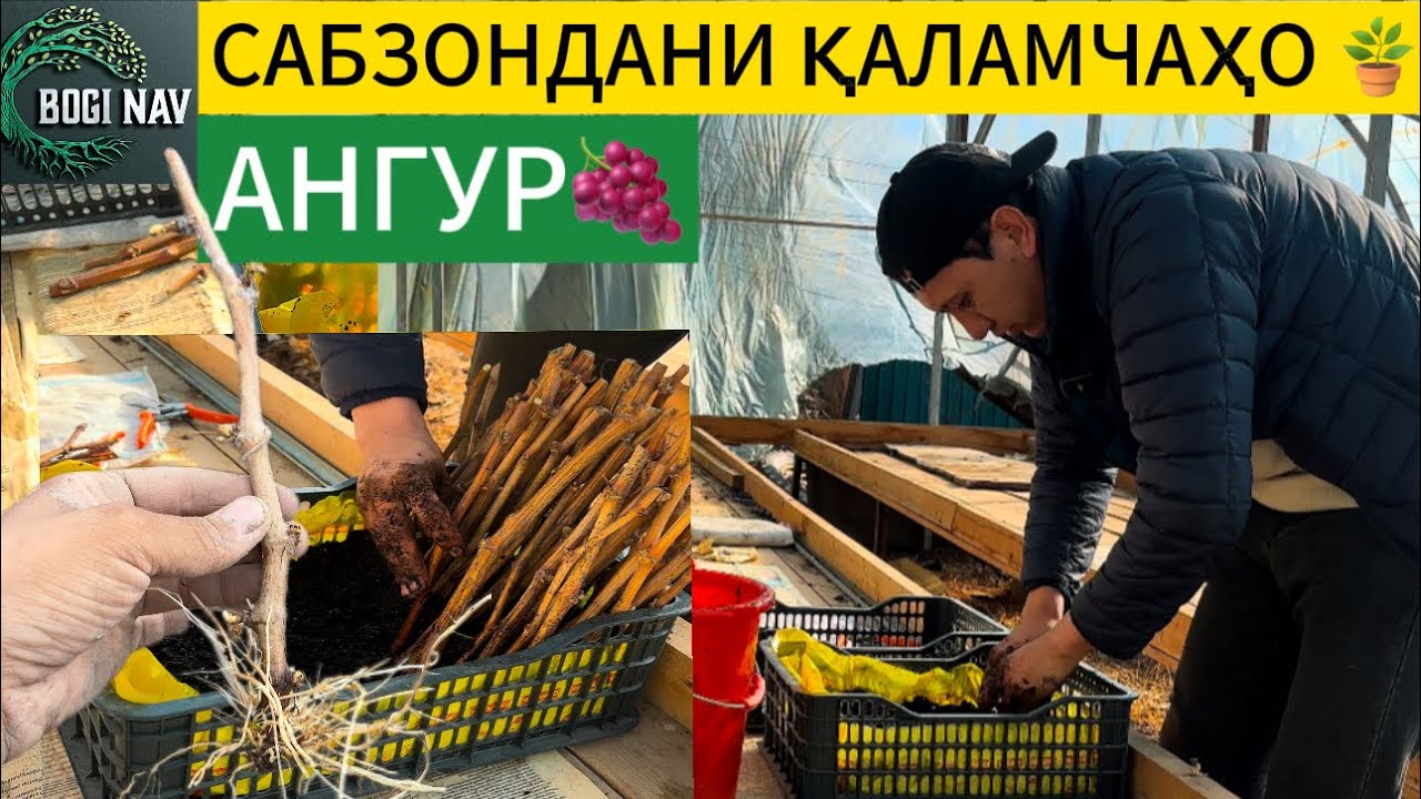 Тарзи таёр кардани нихоли ангур ( қисми 2)