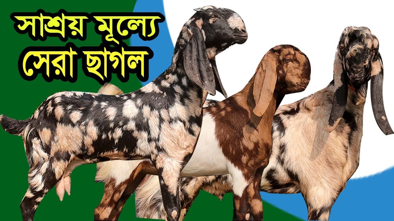 জাহিদ ভাইয়ের কমদামে ধামাকা আকর্ষণীয় বিভিন্ন জাতের খামার উপযেগী ছাগলের কালেকশন দেখুন | Goat Farm