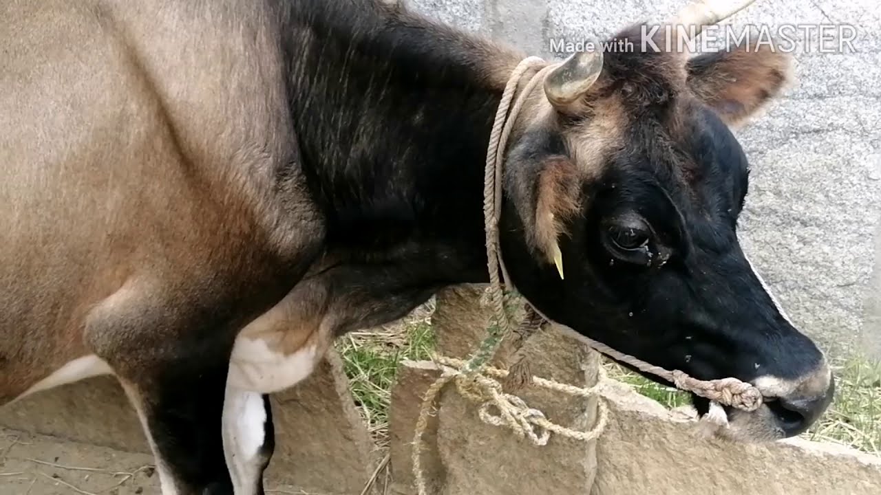Jersey and Hf Cross cow milking 15 litres a day
