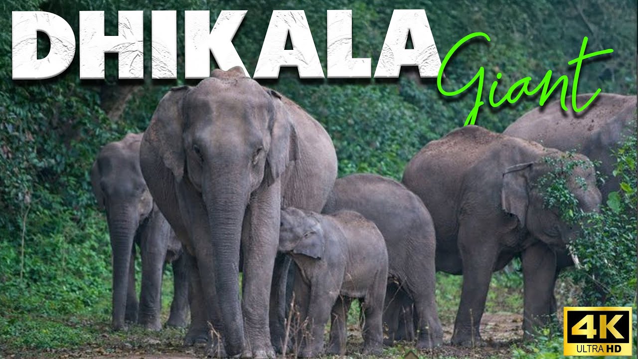 DHIKALA GIANT | AFTERNOON SAFARI ADVENTURE | EPISODE 56