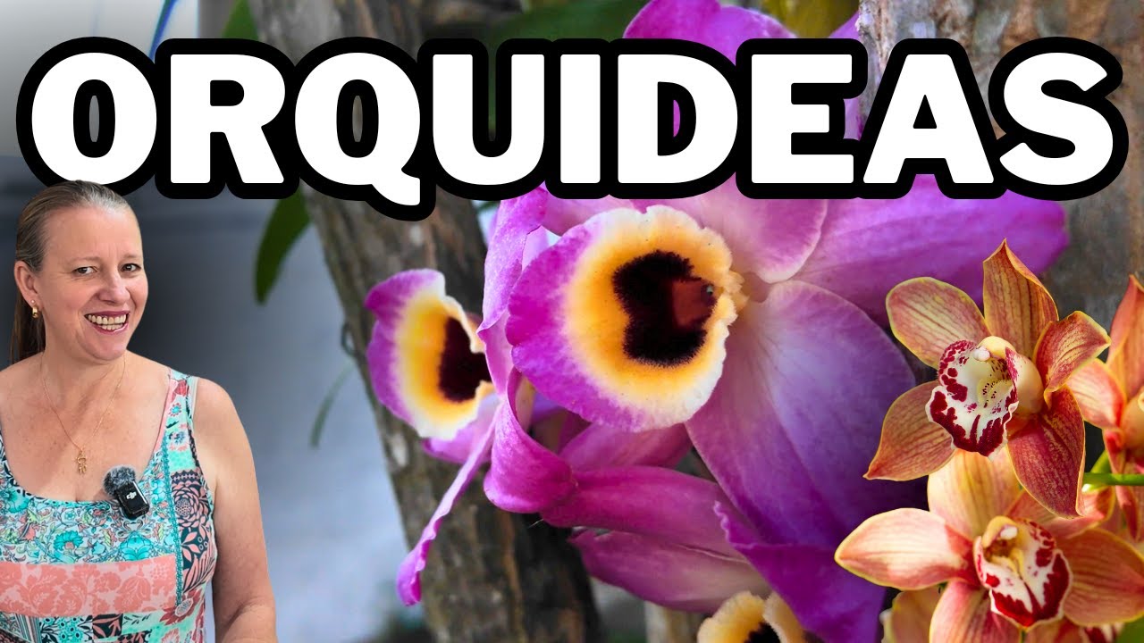 Como Cuidar de Orquídeas em Casa: Guia Completo com Dicas para Flores Sempre Lindas