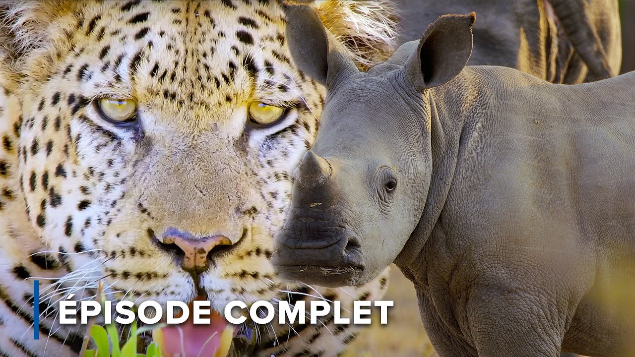 Grands Félins et Big Five : Les Prédateurs Suprêmes d'Afrique | Icônes de la vie sauvage 101+102