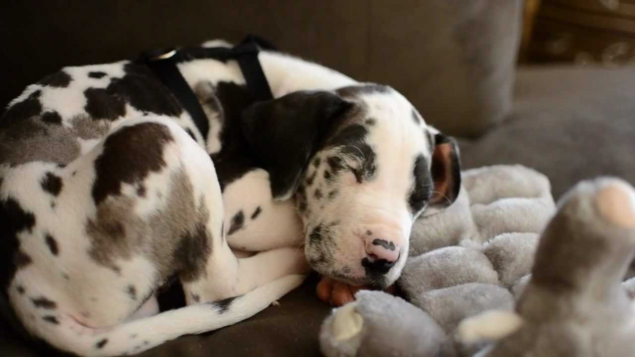Perry :: 8 Week Old Great Dane (4-2012)