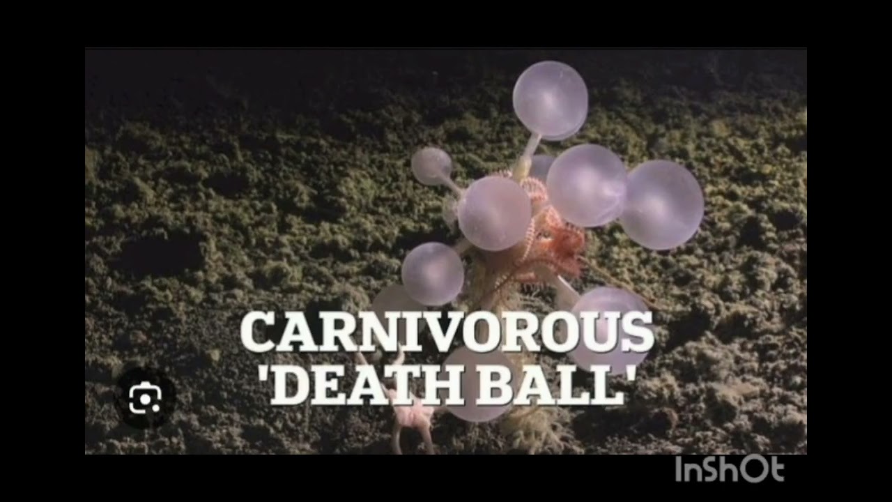 The "Death-Ball" Sponge - Things you should know 