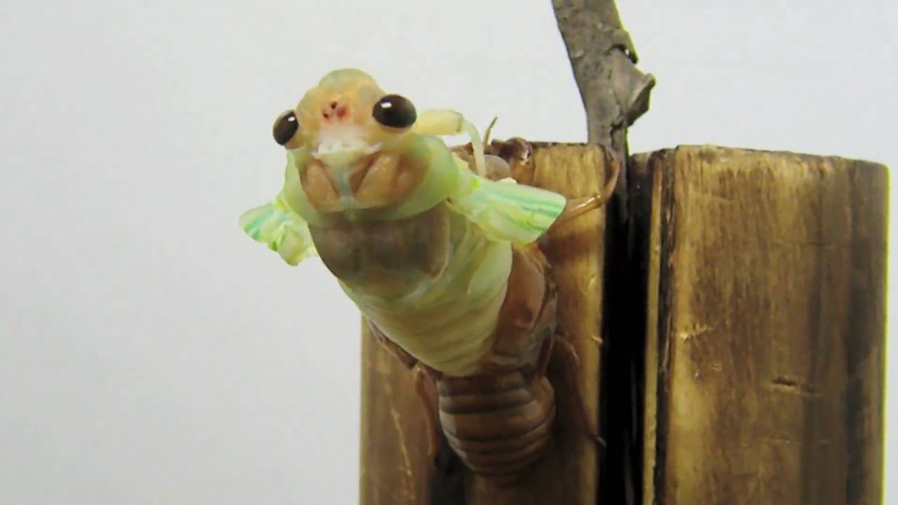 蝉（セミ）の羽化 （The emergence of the large brown cicada）