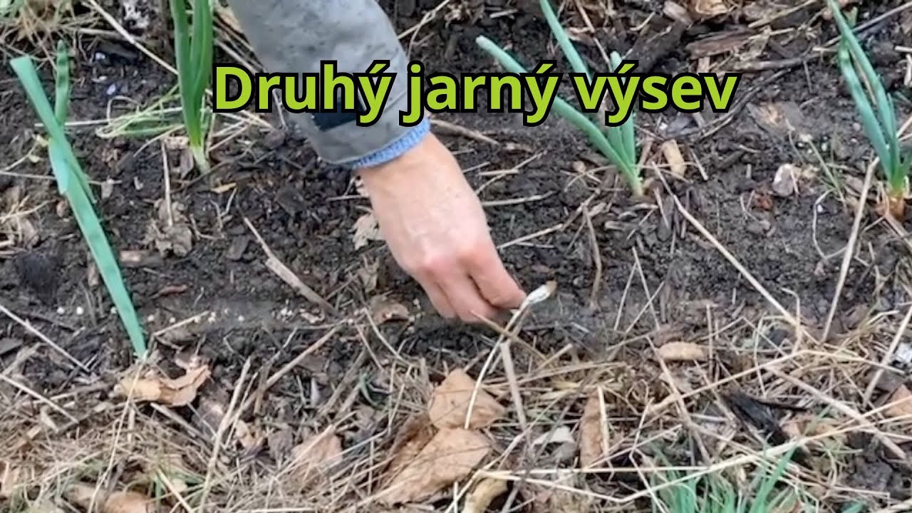 Druhý jarný výsev – Mrkva, petržlen a cvikla do záhonov s cibuľou
