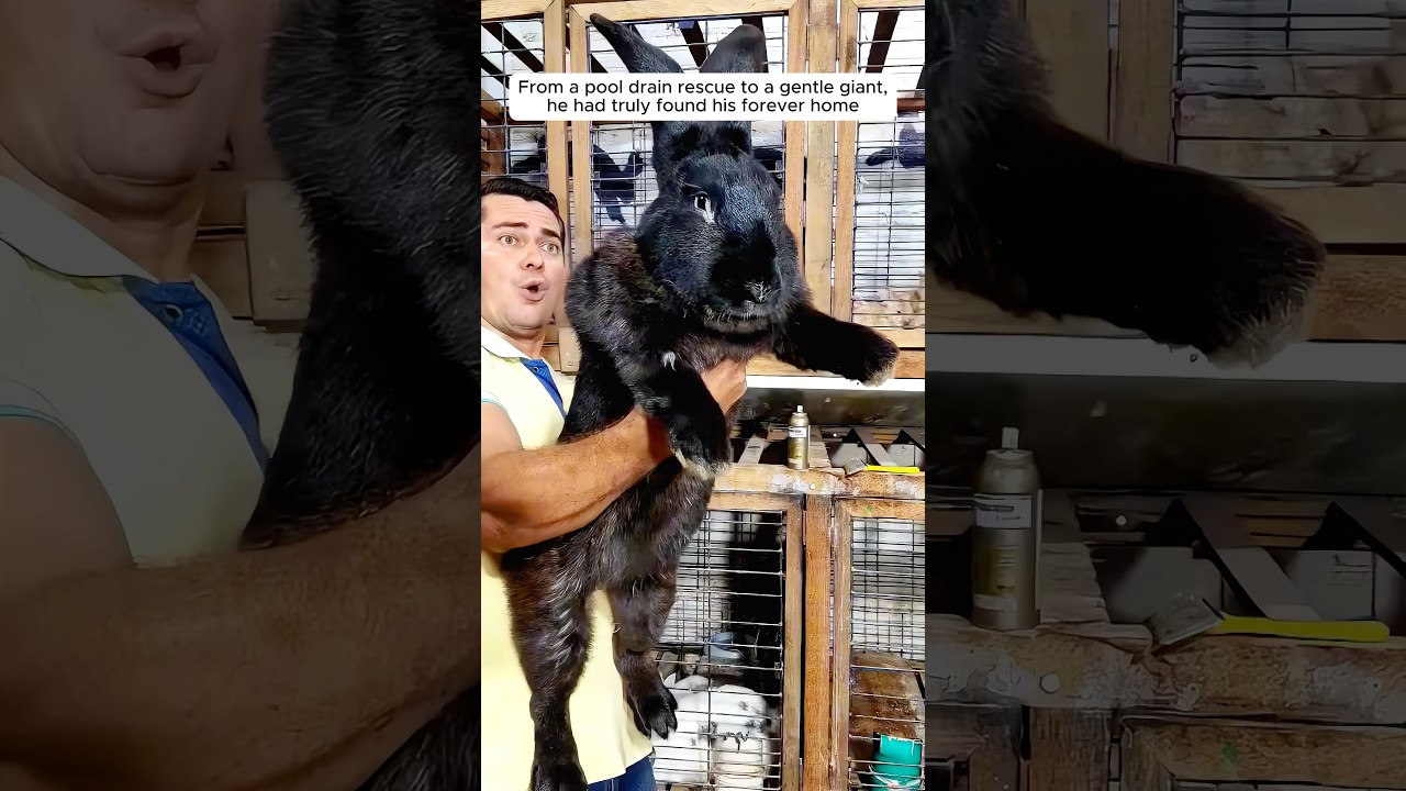 This family rescued a baby rabbit from their pool drain and then...