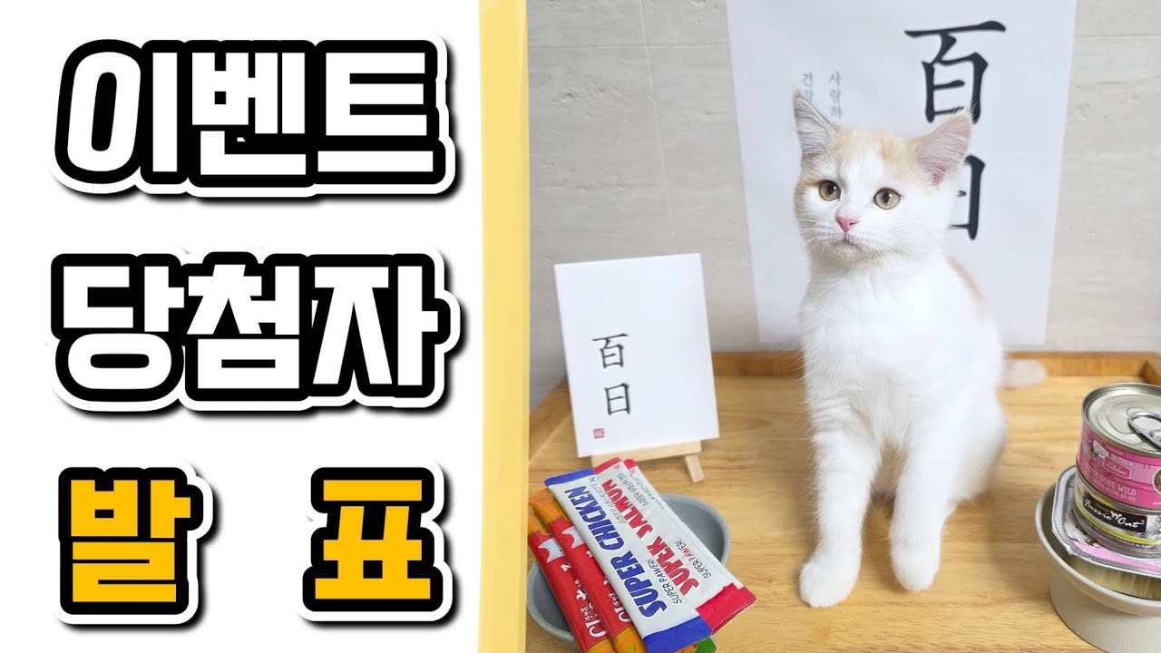 🎉밤이 100일 이벤트 추첨 결과 공개! 직접 뽑았습니다 (추첨 전 과정 공개) #고양이 #길냥이구조 #양갱이 #밤이 #100일 #이벤트 #당첨결과 #cat #아기고양이 #굿즈 