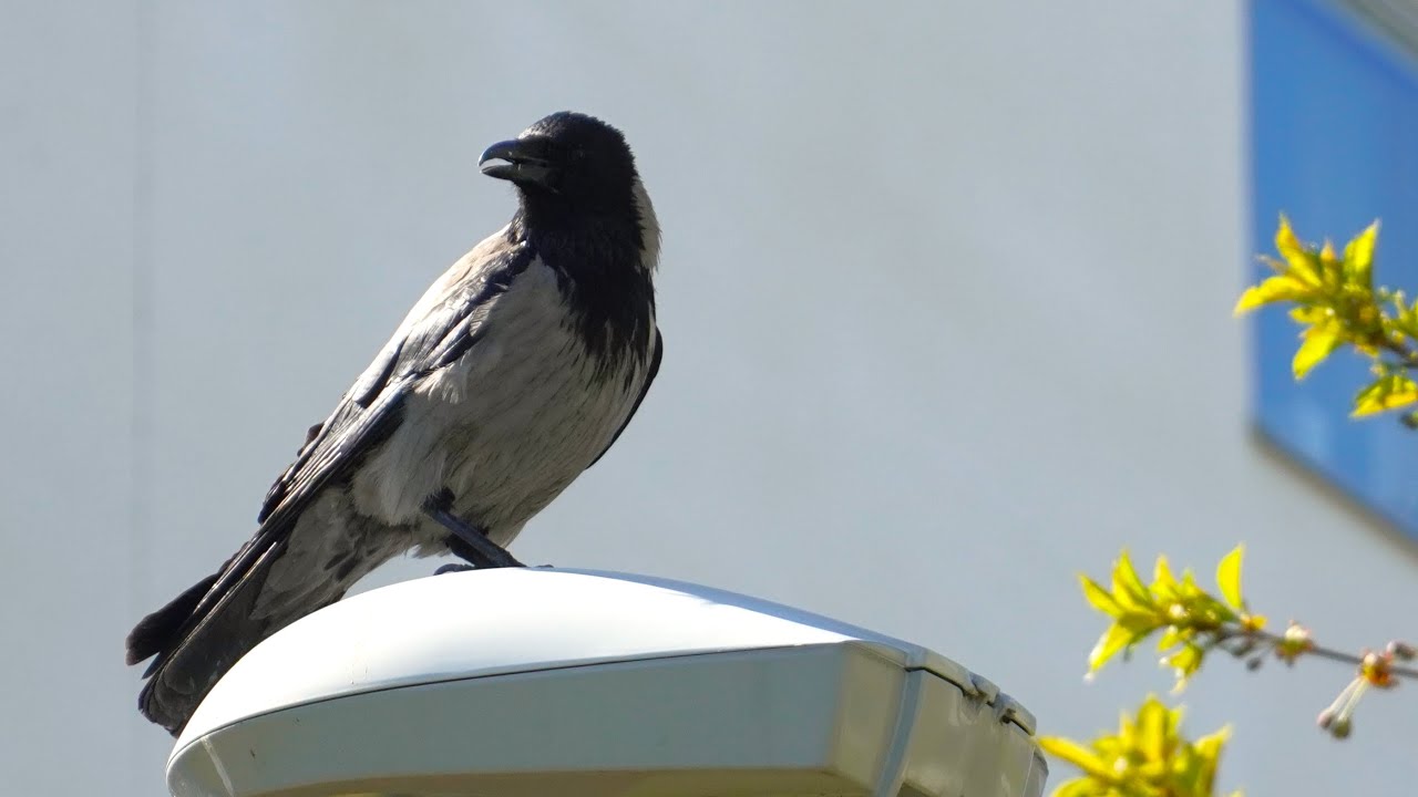 🐦 Corvus cornix- Hooded Crow-Corneja cenicienta, Footage 4K 📷 SONY 6600