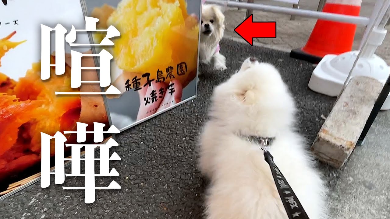 焼き芋屋の看板犬と一触即発になるポメラニアン