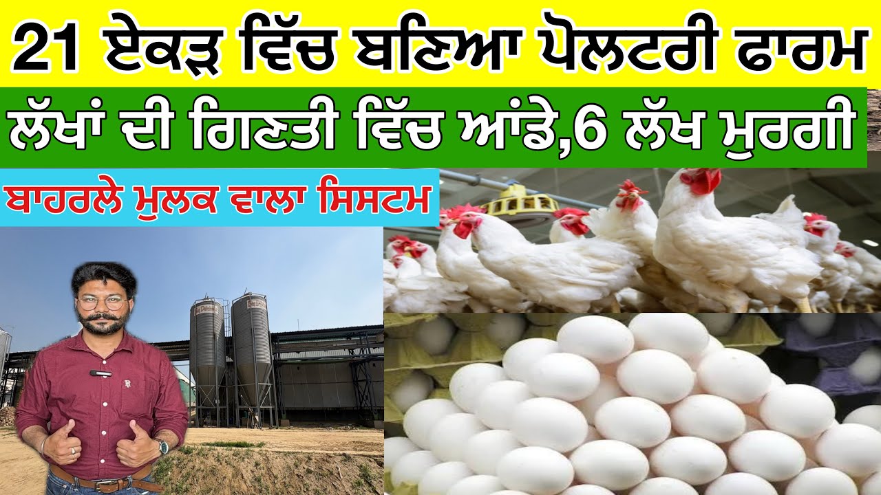 21 ਏਕੜ ਵਿੱਚ ਬਣਿਆ ਪੋਲਟਰੀ ਫਾਰਮ,ਲੱਖਾਂ ਦੀ ਗਿਣਤੀ ਵਿੱਚ ਆਂਡੇ,6 ਲੱਖ ਮੁਰਗੀ,ਬਾਹਰਲੇ ਮੁਲਕ ਵਾਲਾ ਸਿਸਟਮ 