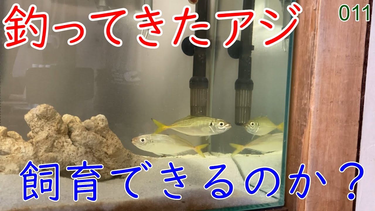 【011】アジを飼育！アゴハゼ食べちゃうの！？【マリンアクアリウム】