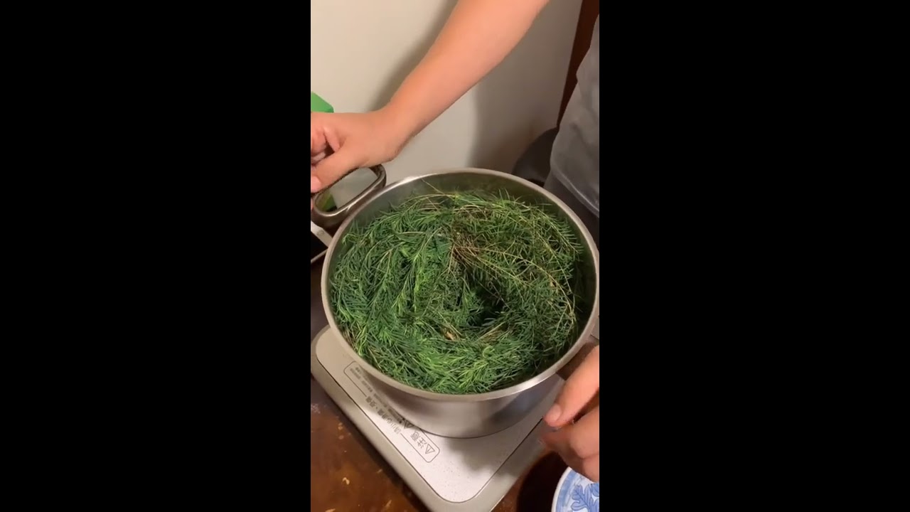 DIY蒸餾茶樹精油純露，具有抗菌消毒、清潔除臭、淨化、皮膚控油等功效⋯⋯
