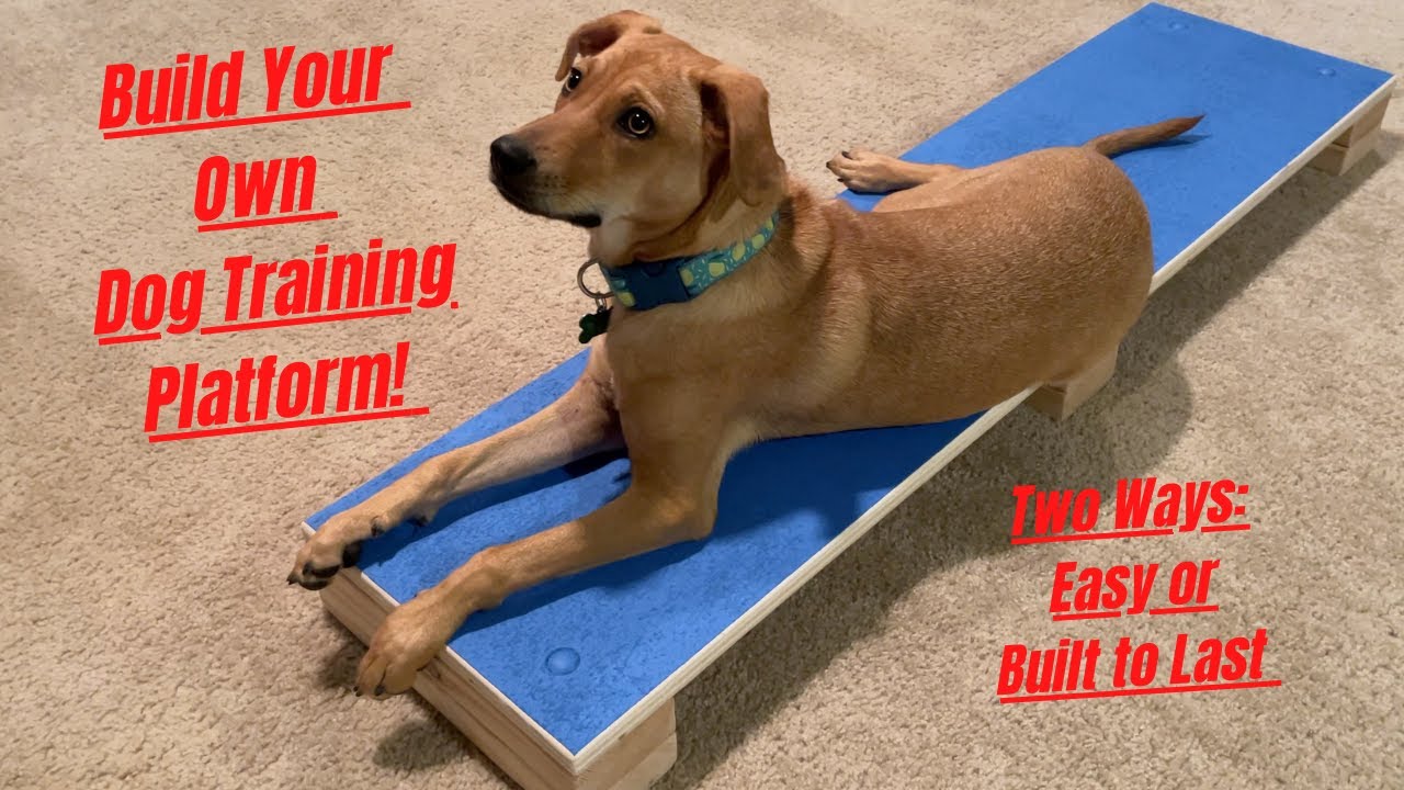 Dog Training Platform | Build It Yourself