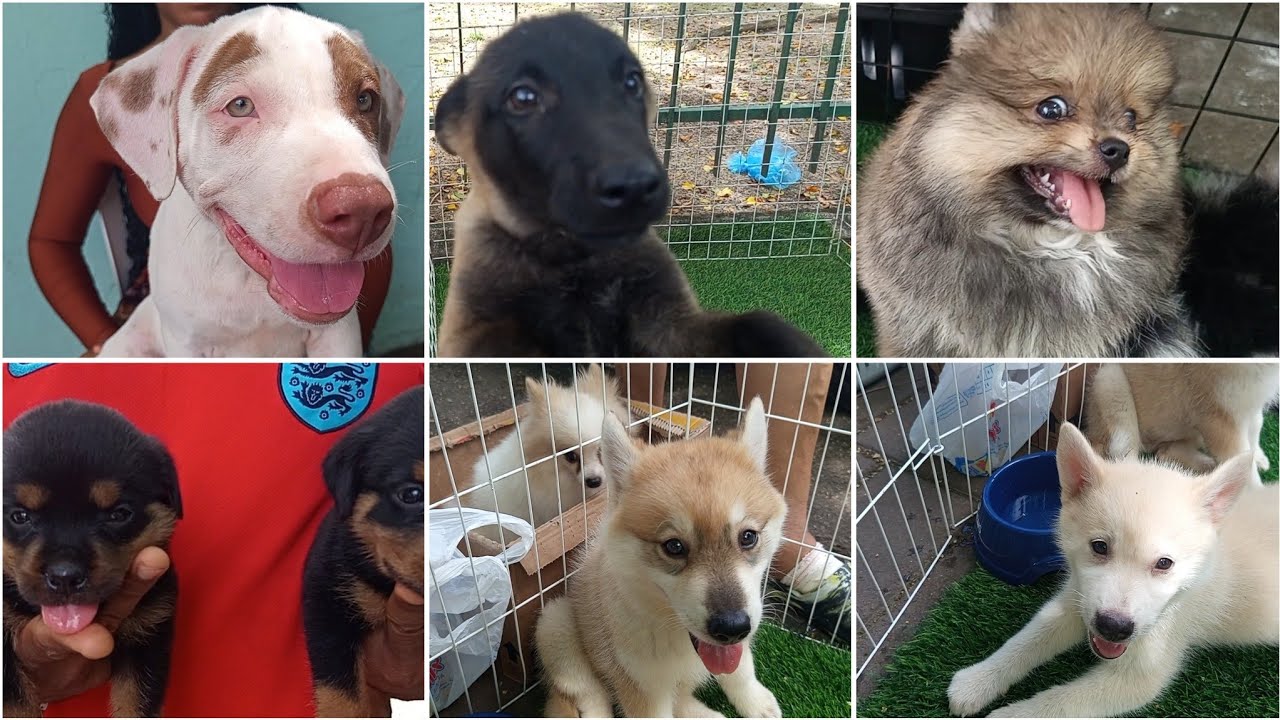 FEIRINHA DE CACHORRINHOS DE RAÇA, MADALENA RECIFE - PE. LINDOS PETS!!