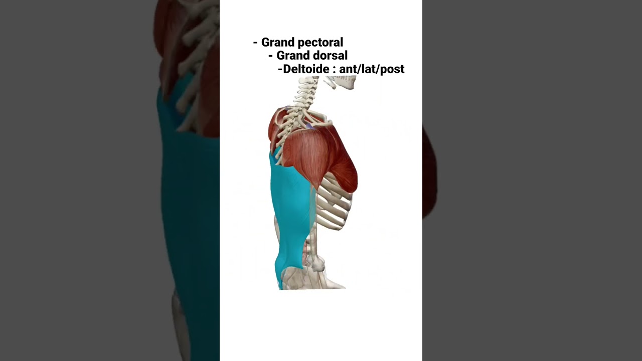 Anatomie grand pectoral / Grand dorsal / Deltoide