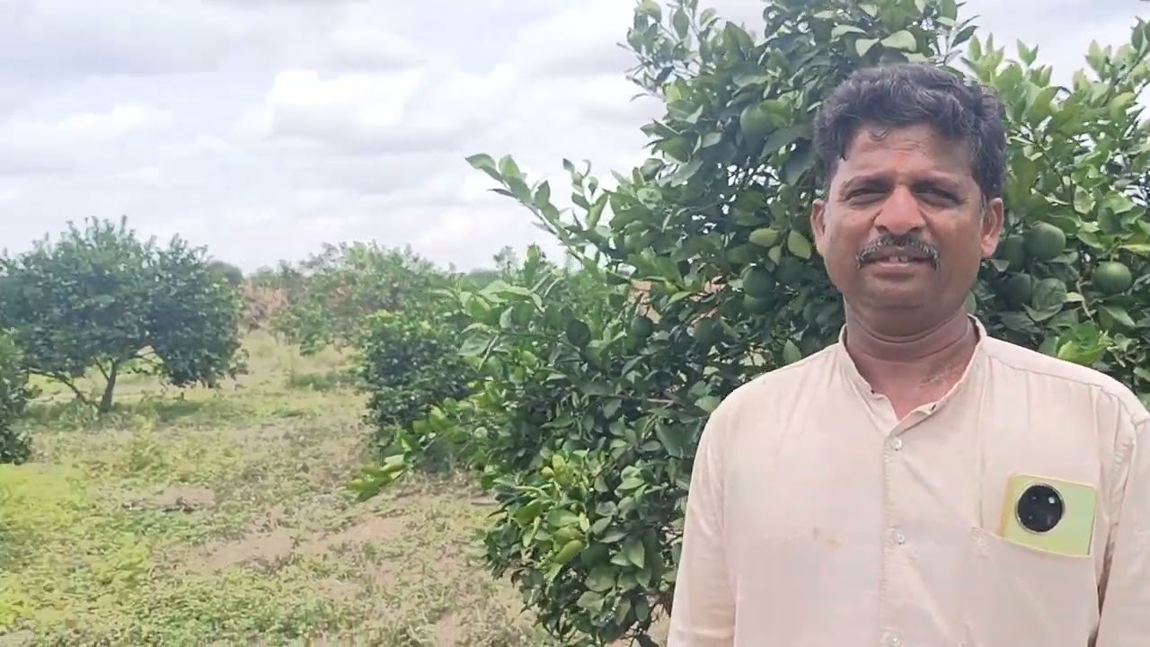 UAL  వారి మందులు వాడి  డైబ్యాక్ నుండి చీని చెట్లను కాపాడుకున్న రైైతు #organicagriculture #farming