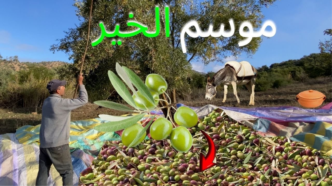 -أجواء جني الزيتون ببني زروال… بين جمال الطبيعة وروح البادية#جني_الزيتون#بني_زروال#الفلاحة_المغربية