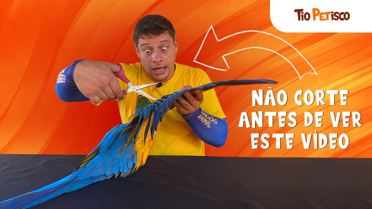 Cortar as Penas da Asa do Papagaio e da Arara? Veja o Que Realmente Muda