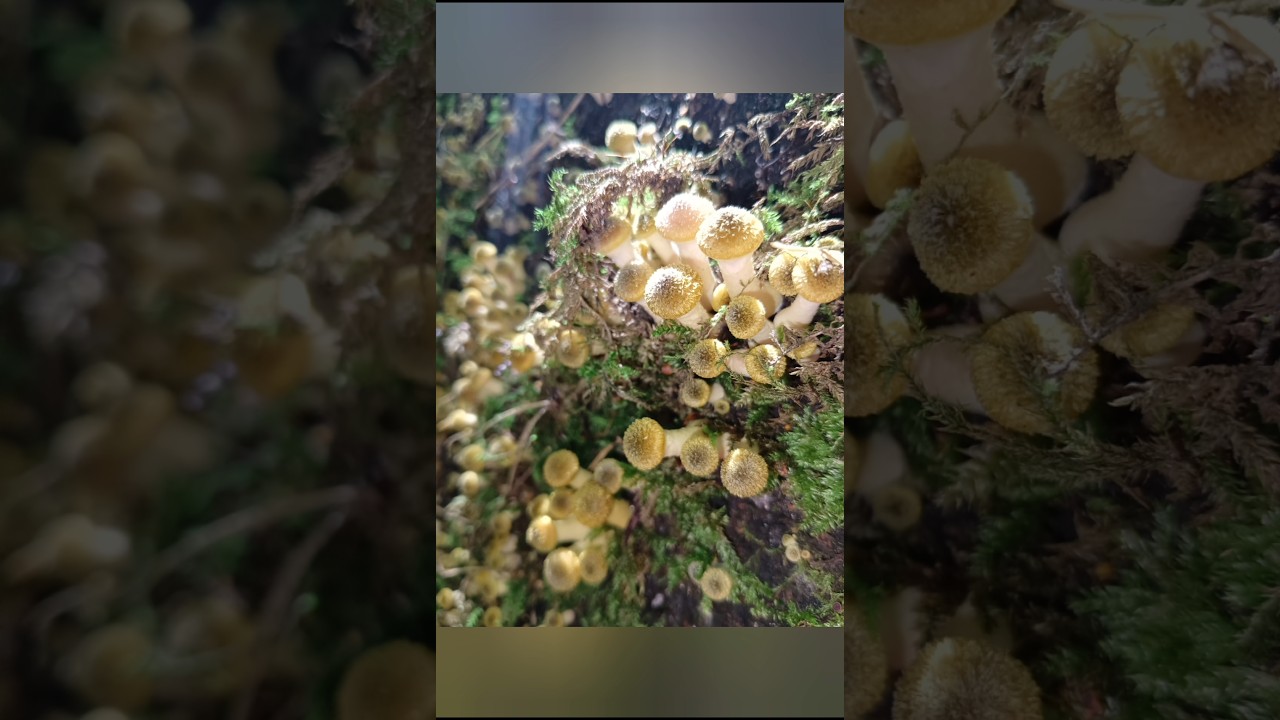 Вторая волна осенний опёнок Галлика Опёнок толстоногий, галльский опёнок Armillaria gallica #шортс