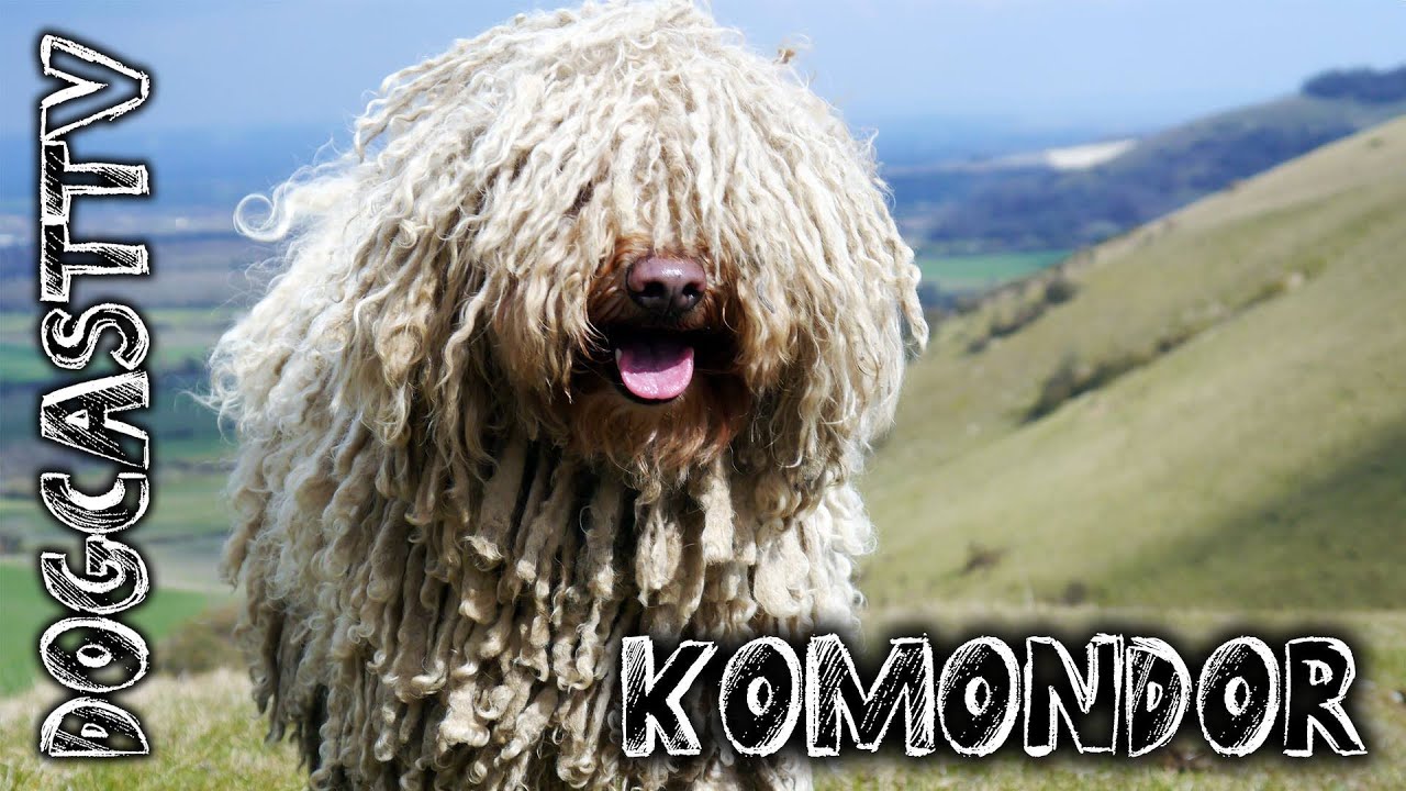 Komondor Dog Breed - the ancient Hungarian shepherd breed!  DogCastTV!