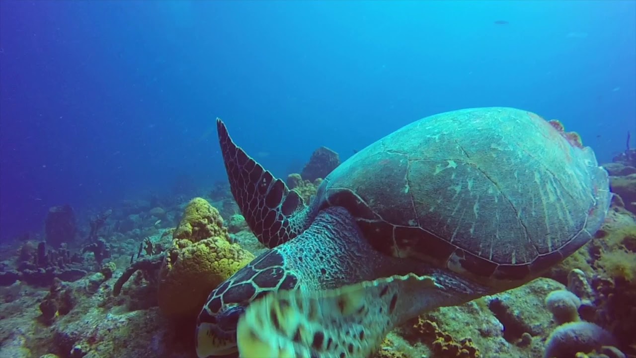 Diving Guadeloupe | Réserve Cousteau