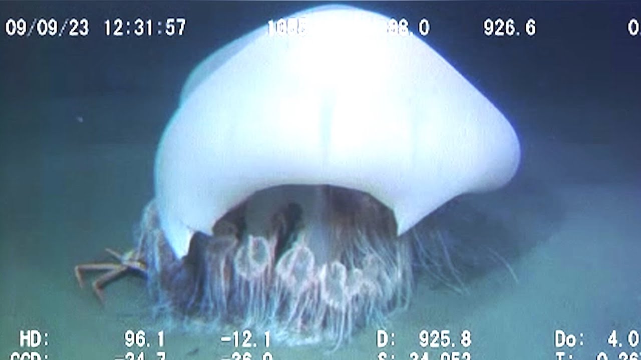 9 Strange Deep Ocean Creatures Found by Japan's ROVs № 4🇯🇵