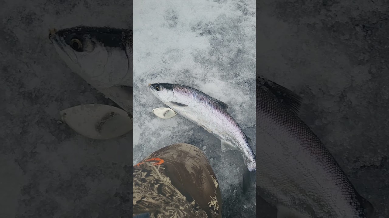 ice fishing 2025 kokanee and burbot