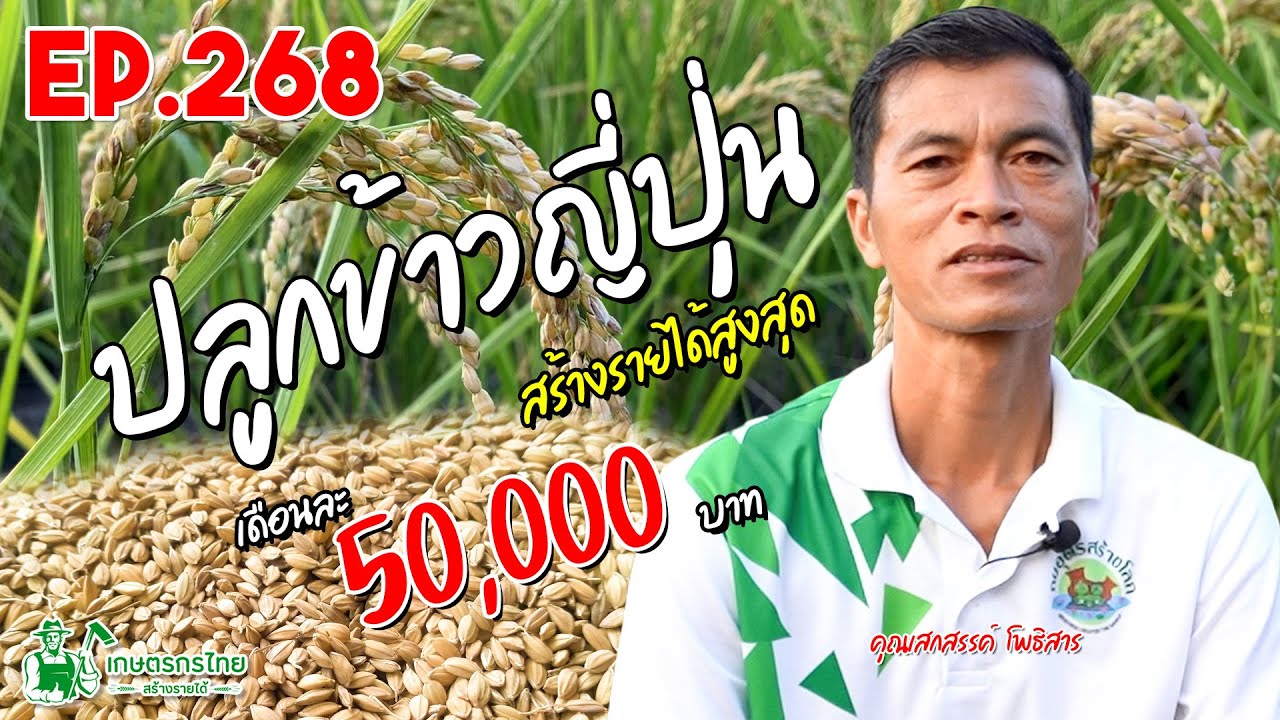 ปลูกข้าวญี่ปุ่น ปลูกกินและขาย สร้างรายได้ 50,000 บาท/เดือน l เกษตรกรไทย สร้างรายได้ Ep268
