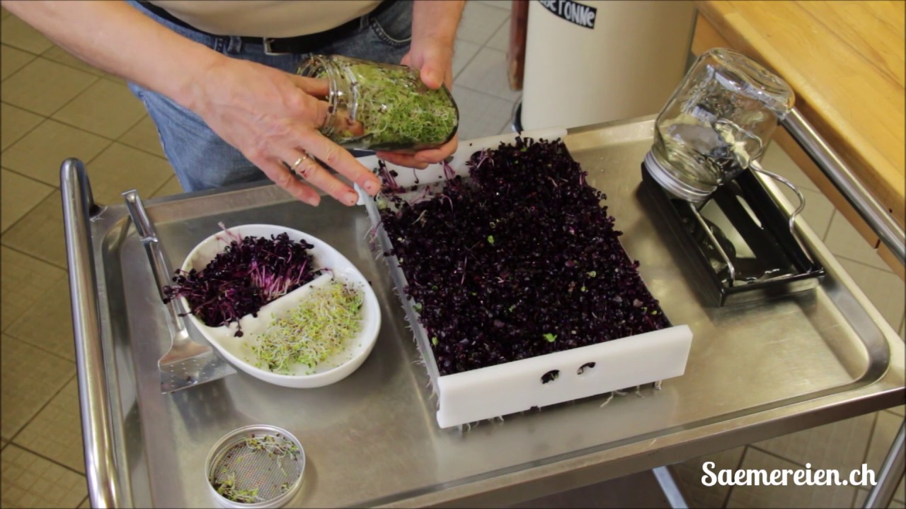 Anzucht von frischen Sprossen in der Keimkiste und im Sprossenglas 🌱😋 | Saemereien.ch