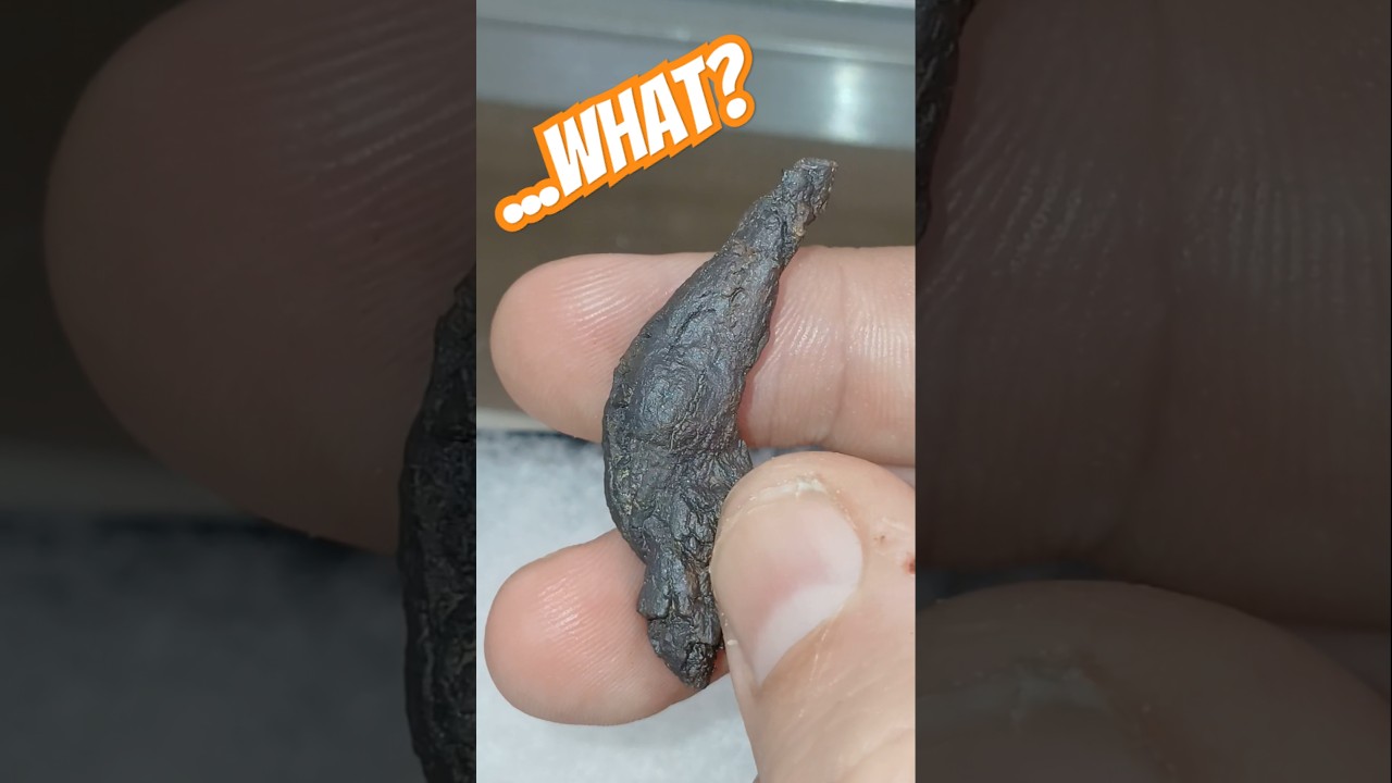How Can Poop Fossilize? Coprolites! #fossils #crystals #fossilfeces #turtle #rocks #nature #science