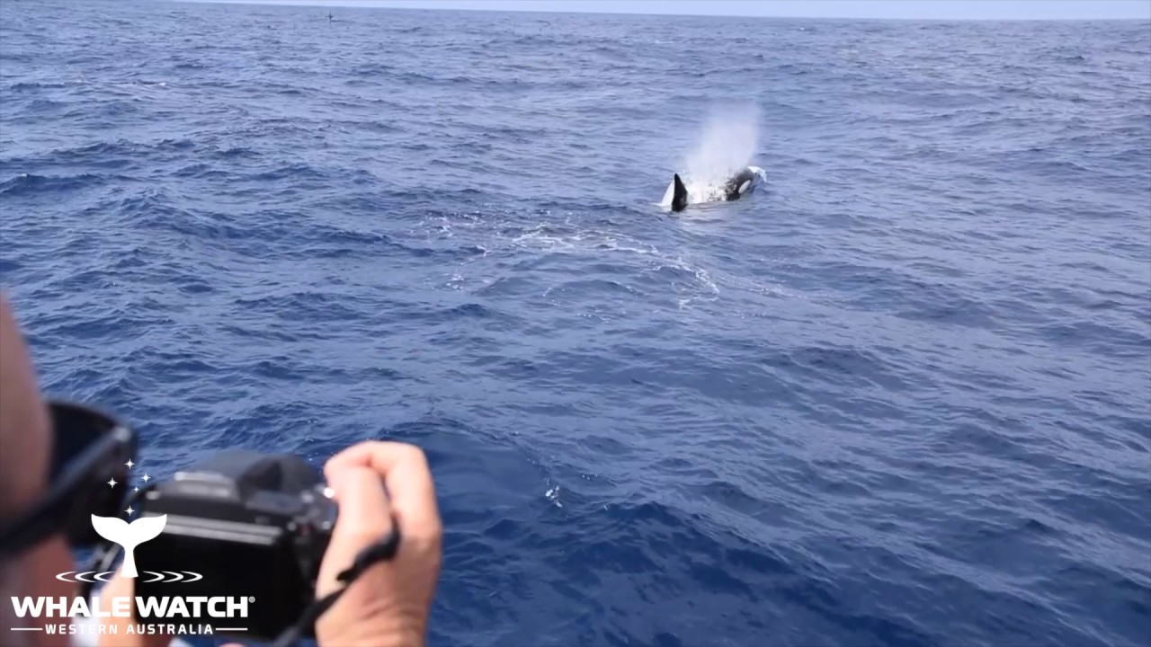 Bremer Bay Killer Whales