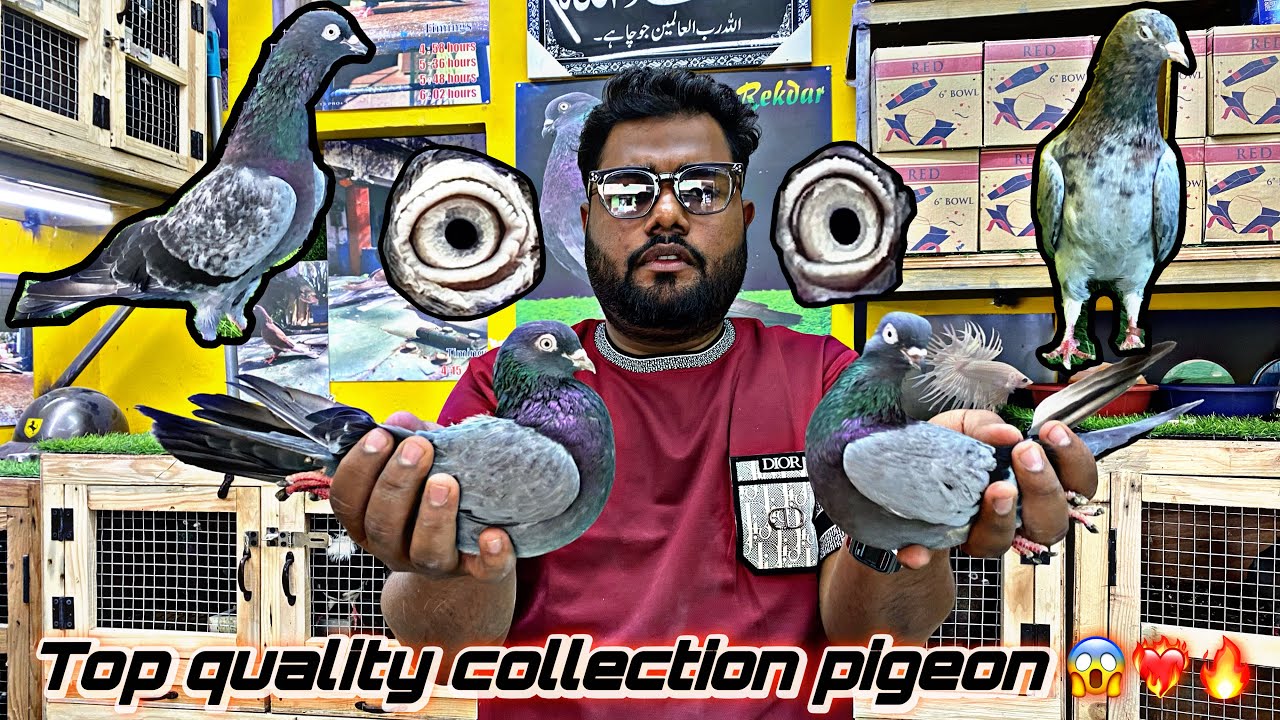 Top quality pigeon for sale in Bangalore 2026🔥❤️‍🔥🕊️/👉 87925 32991/96201 48033