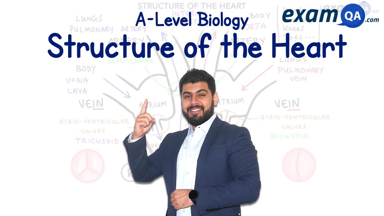 Structure of the Heart | A-Level Biology